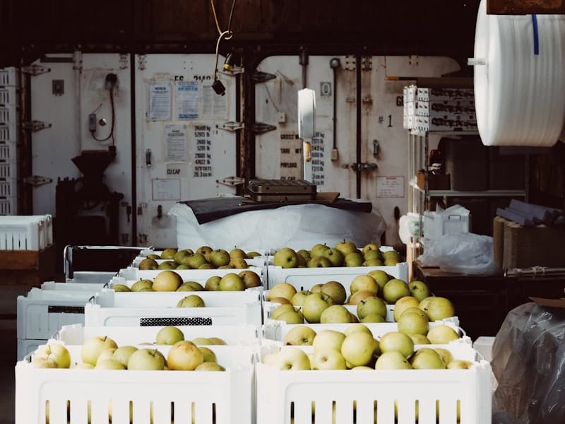 Bins of fresh apples stacked in a cold-storage packing room